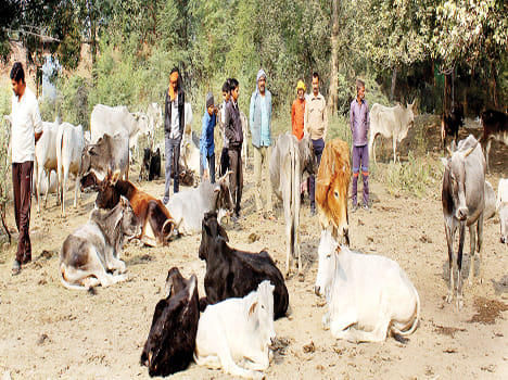Seven Anna cows die from cold and hunger