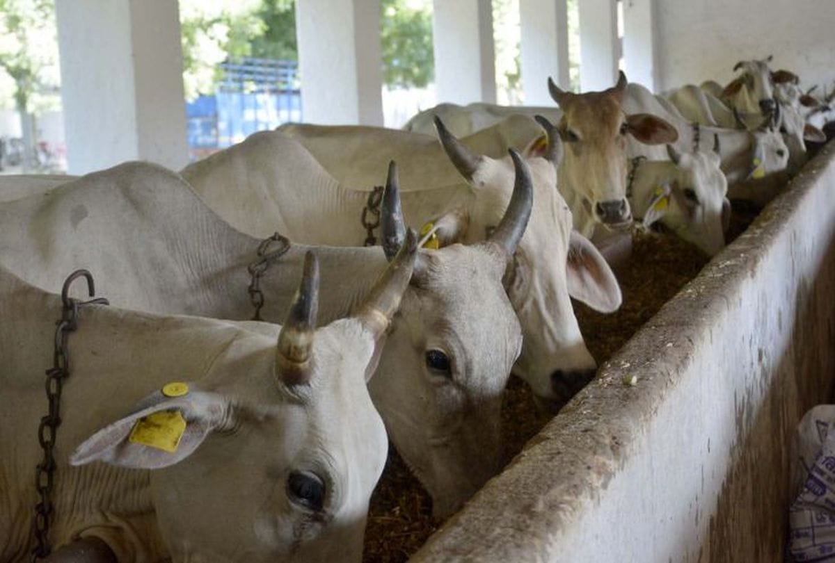 counting will be govansh across the uttar pradesh