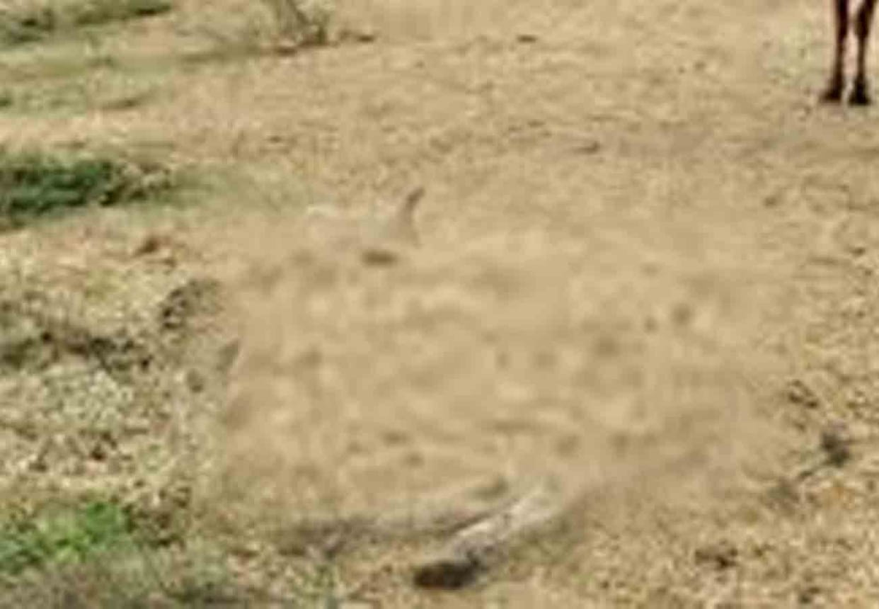 seven cow died in banda due to cold
