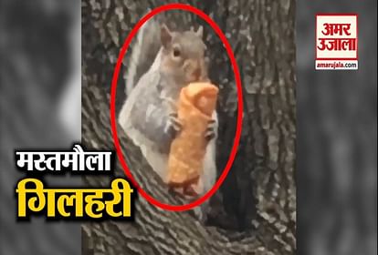 viral video of squirrel eating egg roll goes viral on internet