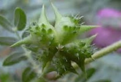 gokhru benefits for health and sexual disorder