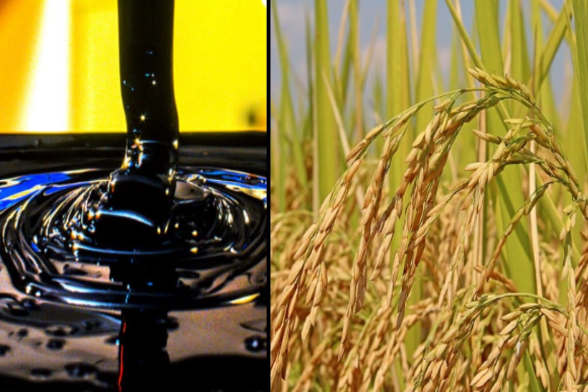 india will get oil from Iraq  in the change of Basmati rice after a new agreement meerut