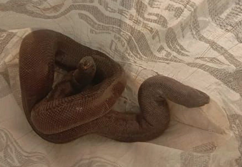 smuggler caught with serpent