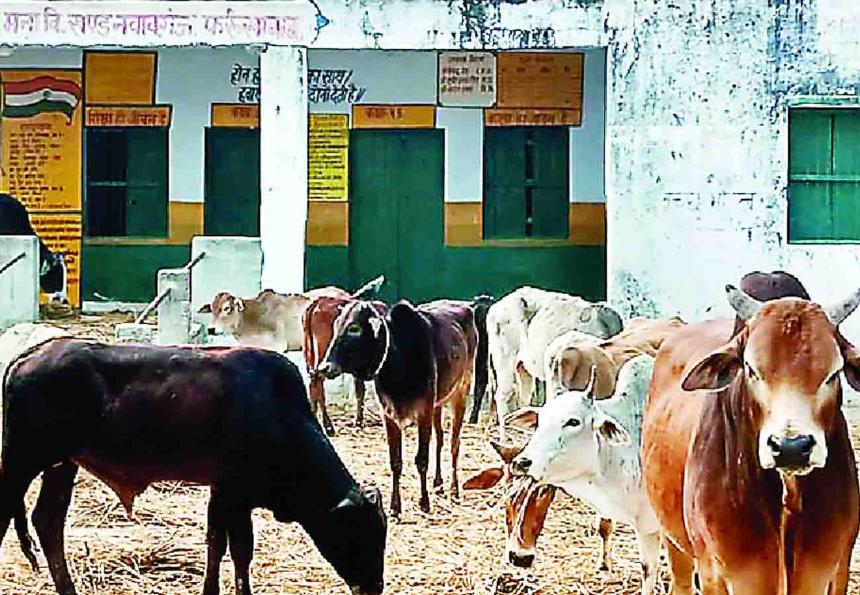 farmers repulse cattle in school