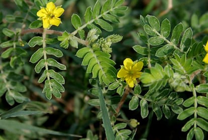 gokhru benefits for health and sexual disorder