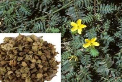 gokhru benefits for health and sexual disorder