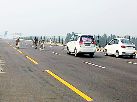 Runaway cattle on expressway, reversible vehicles