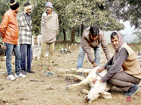 Cured sick cows