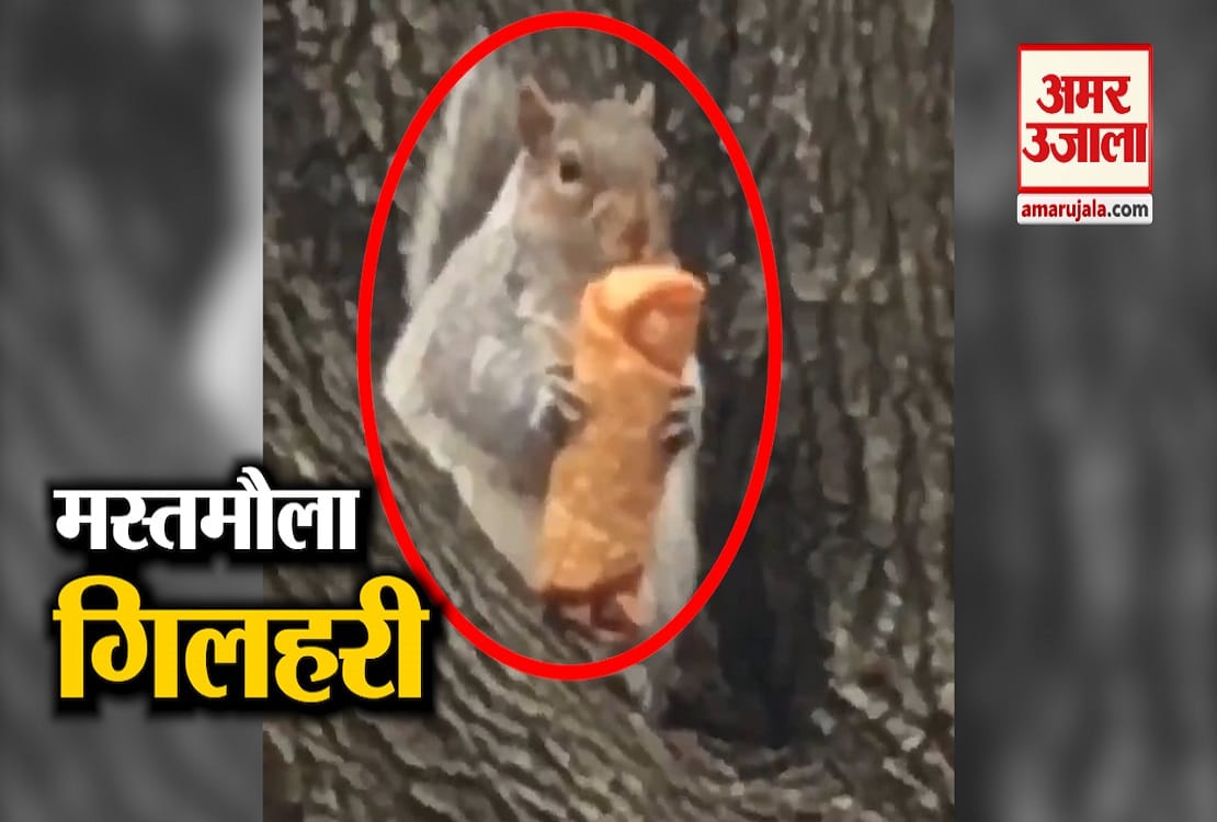 मजेदार अंदाज में पेड़ पर चढ़कर Egg Roll खाती नजर आई गिलहारी, देखें वीडियो
