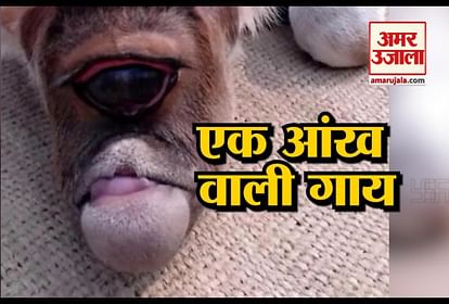 viral video of one eye cow goes viral on internet