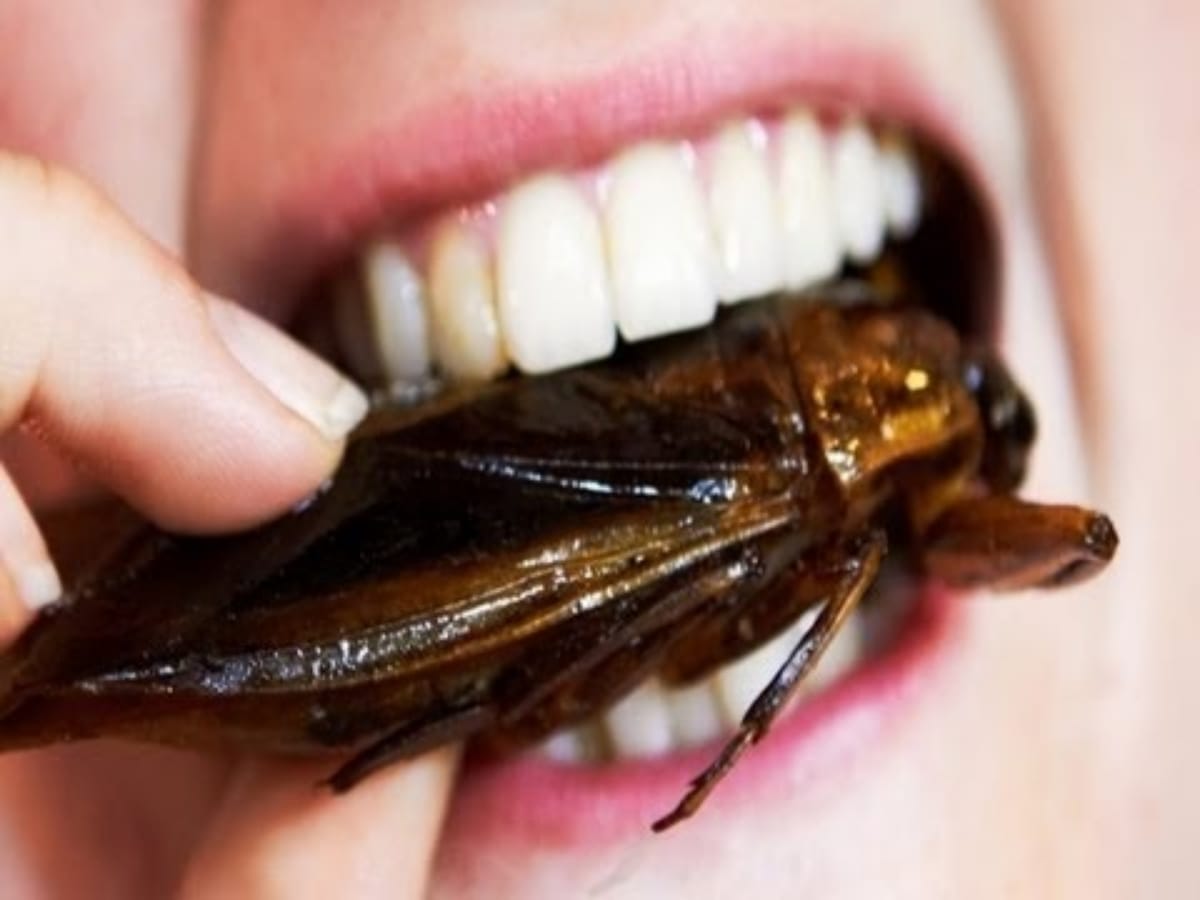Many people like to eat insects in world, crore rupees business