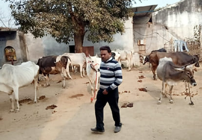 DM's big decision to get rid of stray cattle