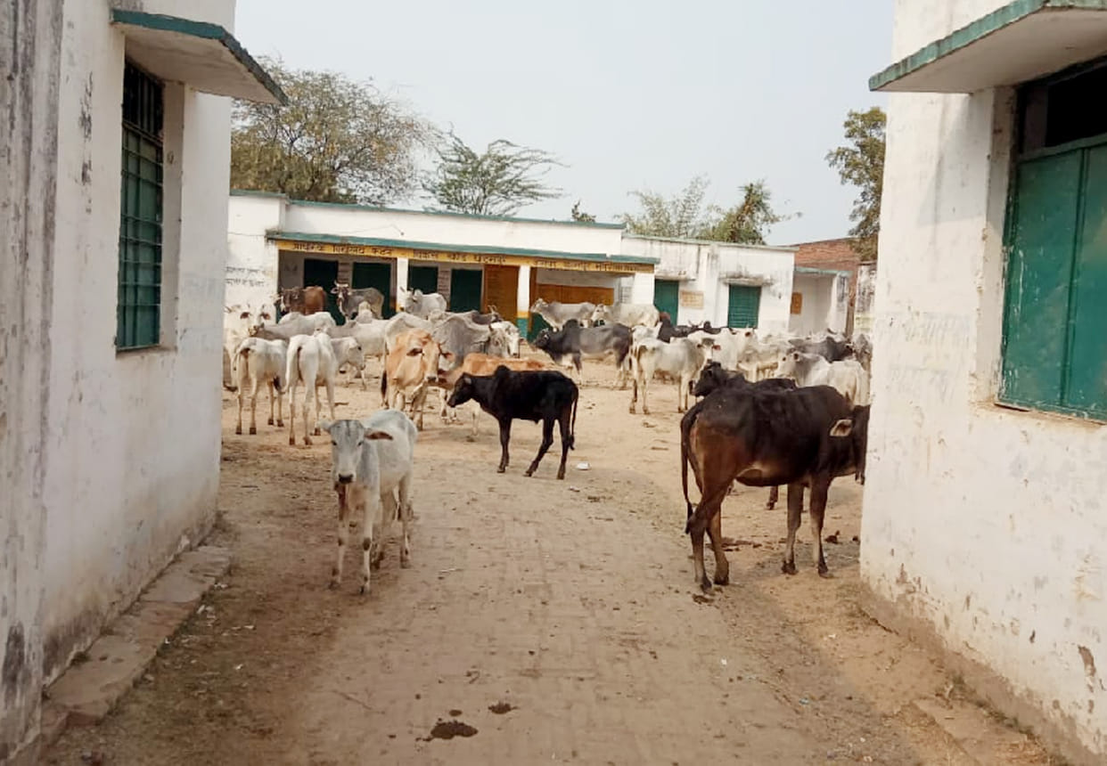 DM's big decision to get rid of stray cattle