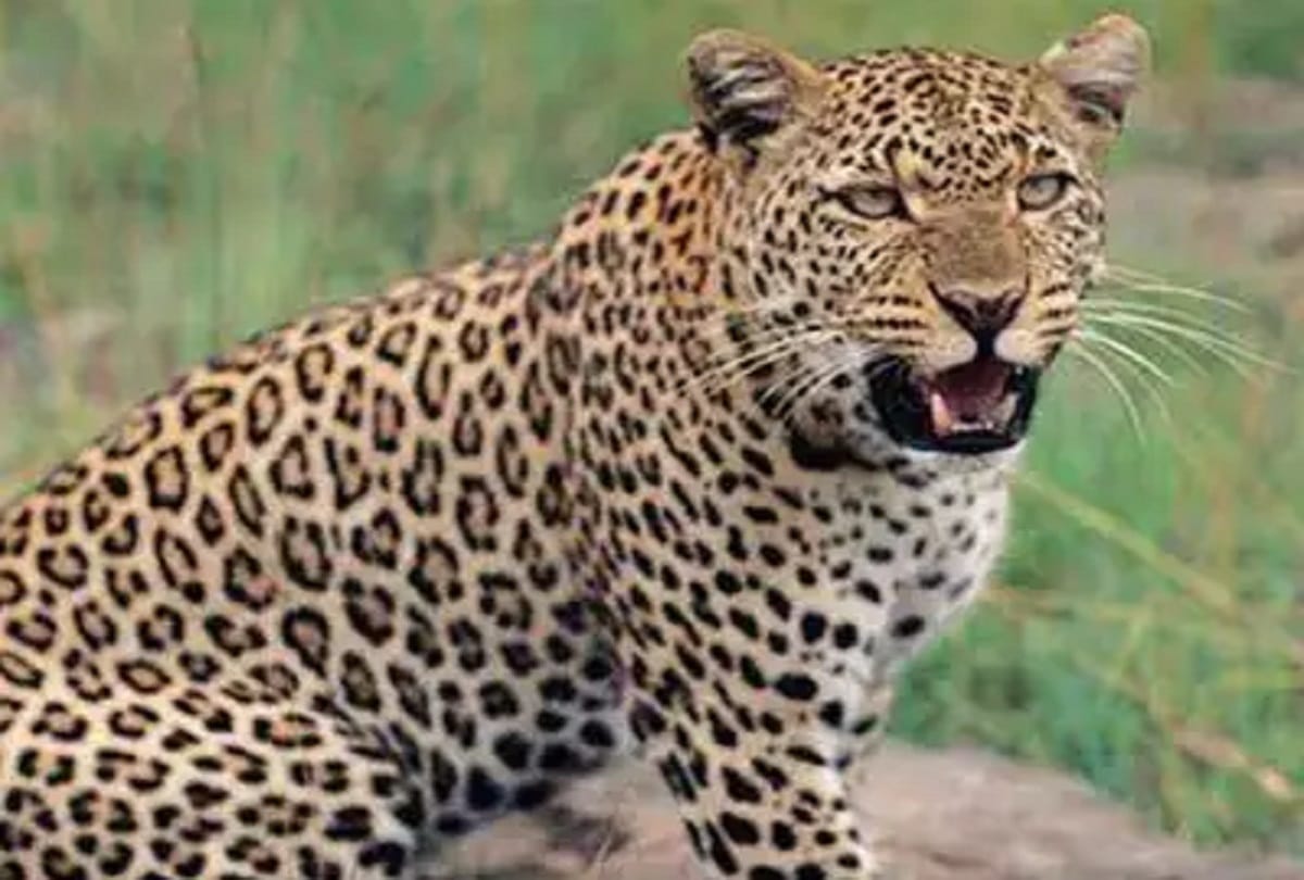 Meerut, Leopard's entry and expert in West UP became happy
