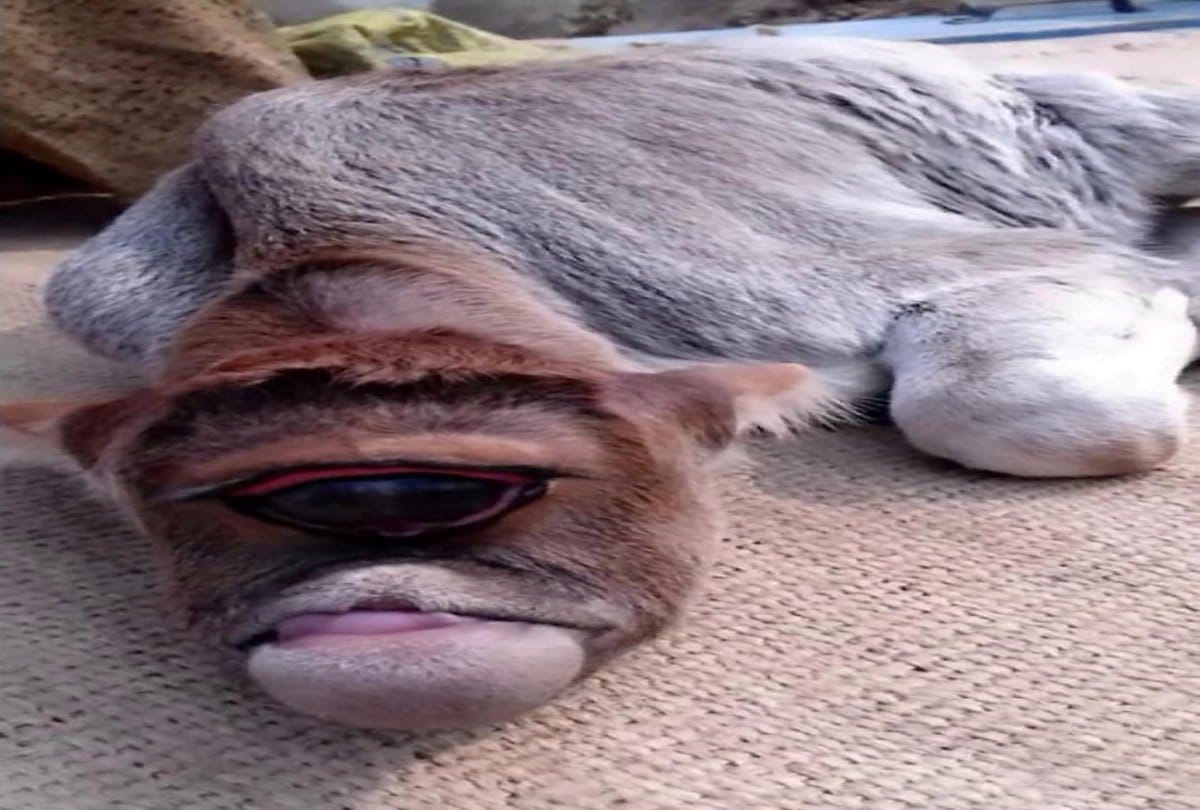 viral video one eye cow goes viral on internet