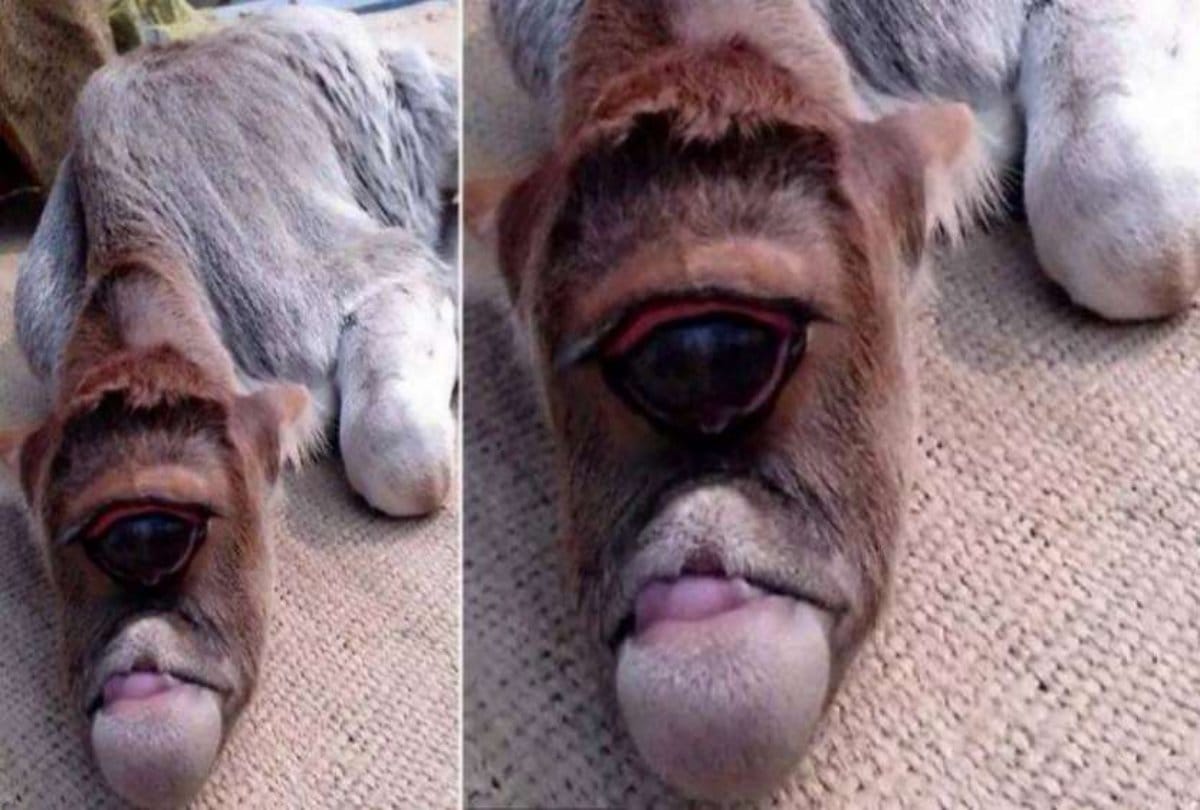 viral video one eye cow goes viral on internet