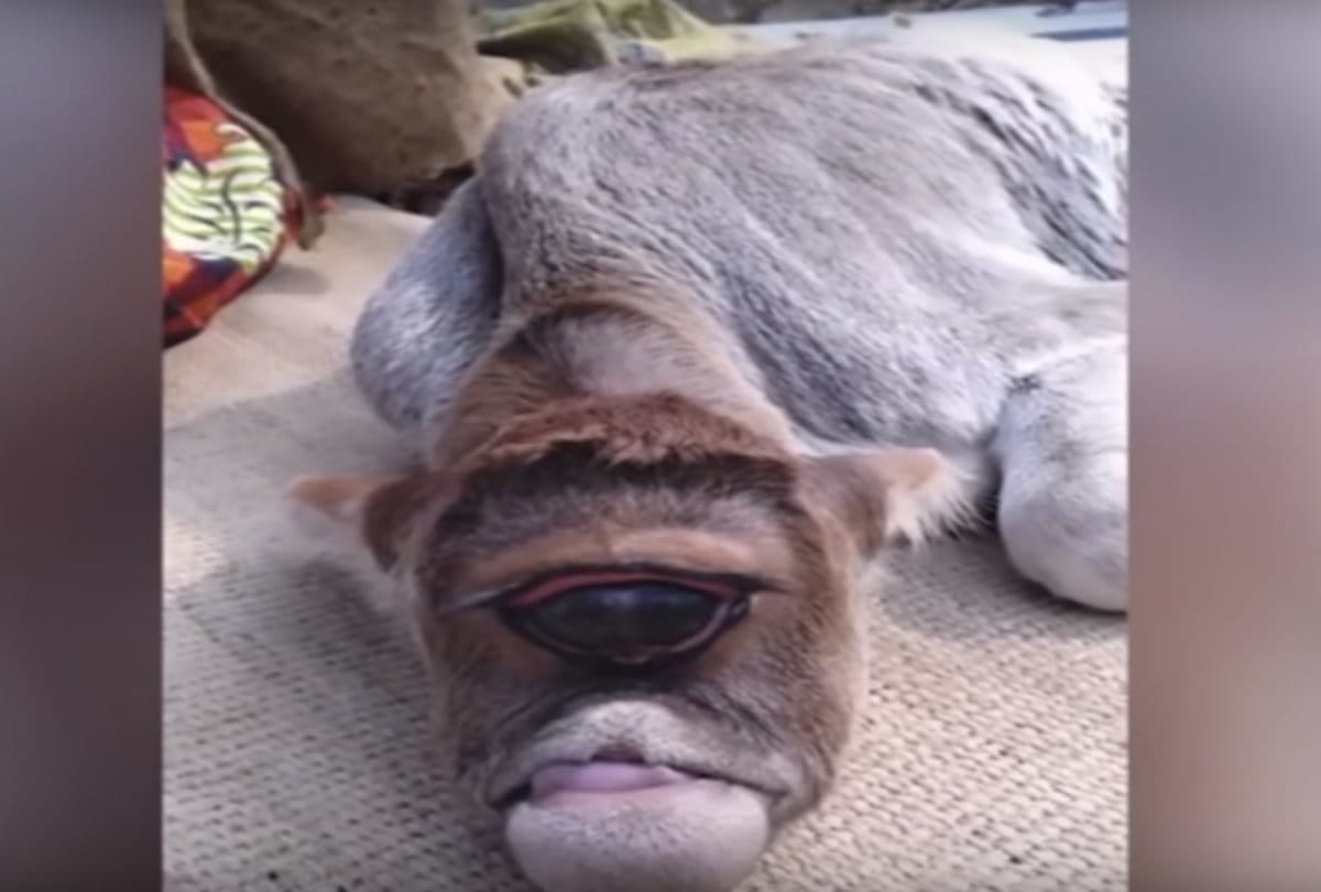 viral video one eye cow goes viral on internet