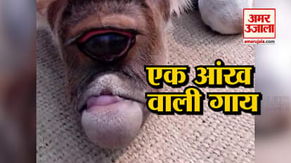 viral video of one eye cow goes viral on internet