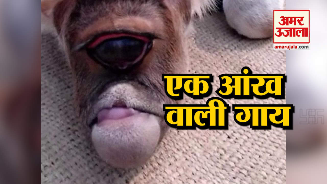 सोशल मीडिया पर वायरल एक आंख वाली गाय, लोगों ने माना चमत्कार