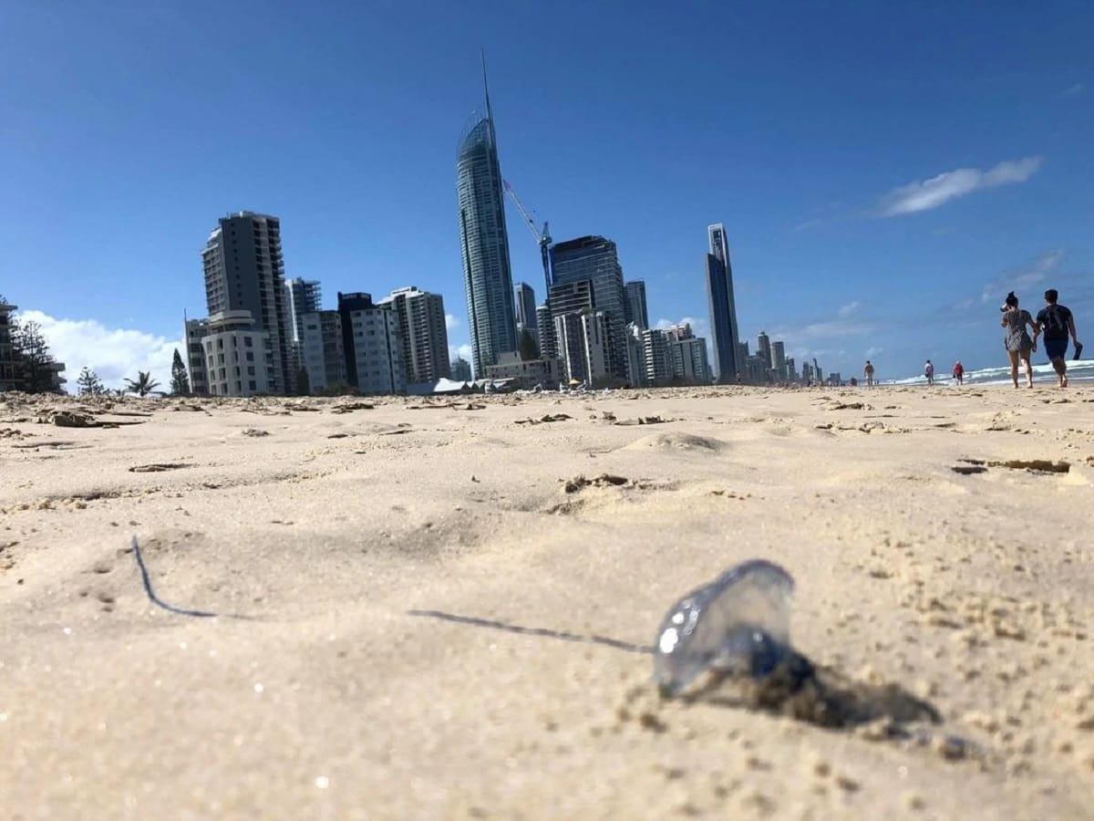 Australian Jellyfish Swarm Stings Thousands, Forcing Beach Closings