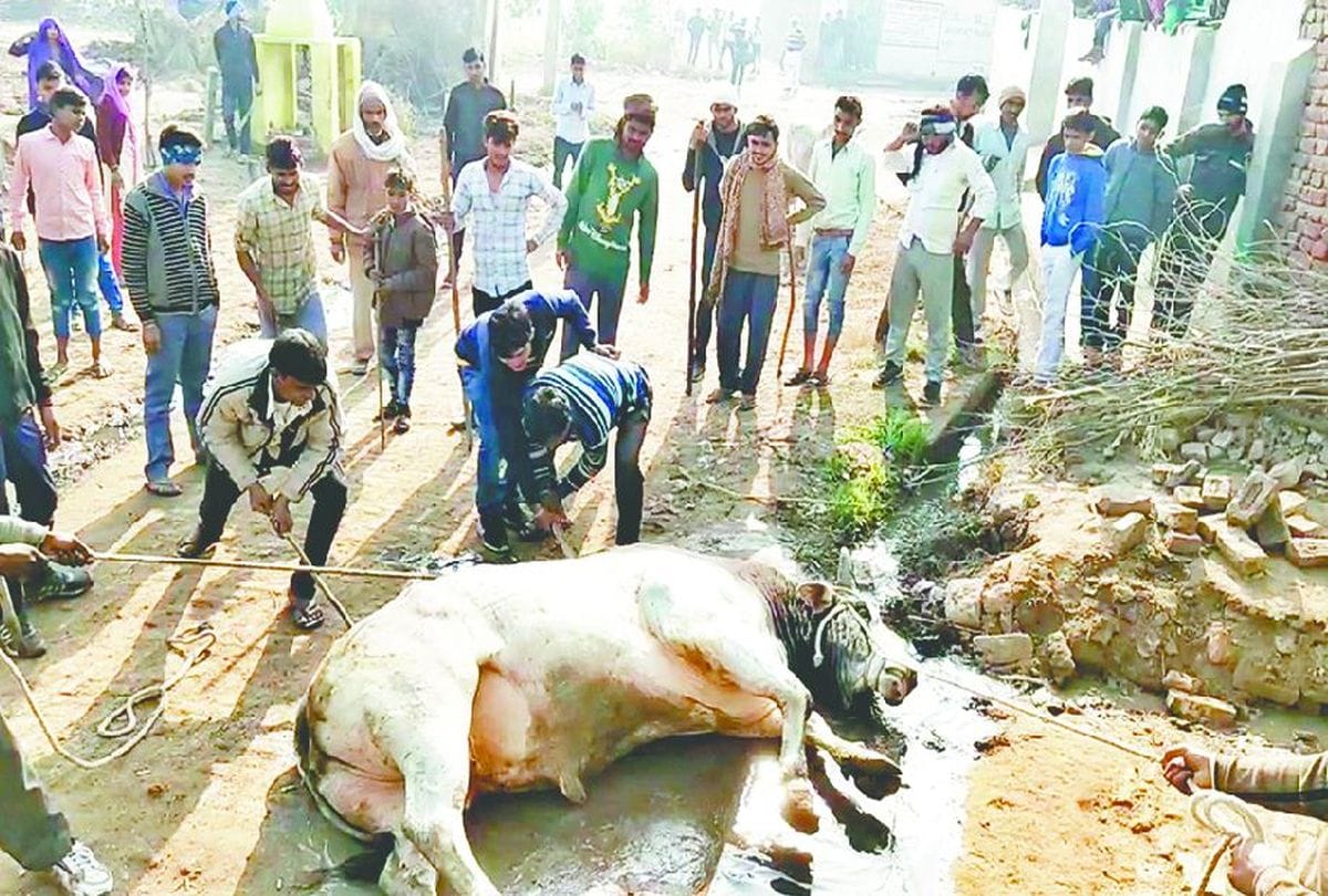bull killed teenager in mathura