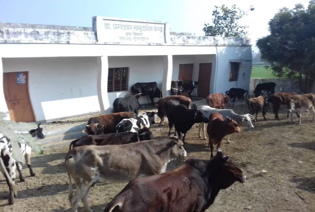 bulandshahr people frustrated with stray animals tie them in hospital