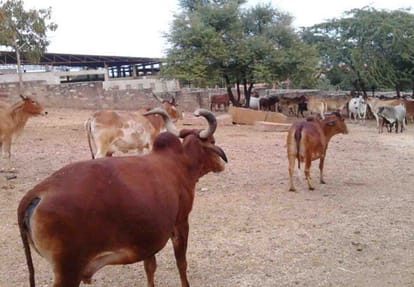 17 cattle got missing from cowshed