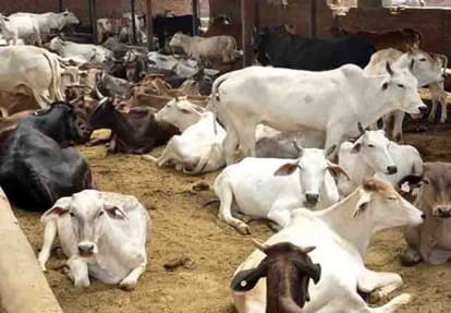 17 cattle got missing from cowshed