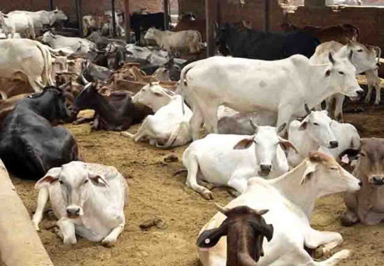 farmers repulse cattle in kannauj block office