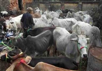 farmers repulse cattle in kannauj block office