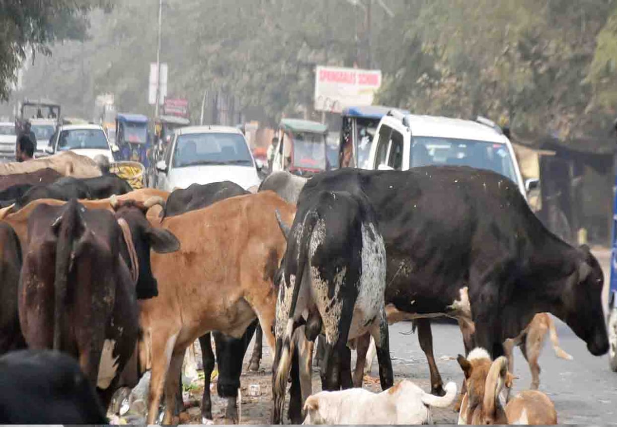 DM gautambuddh Nagar orders action against animal cruelty