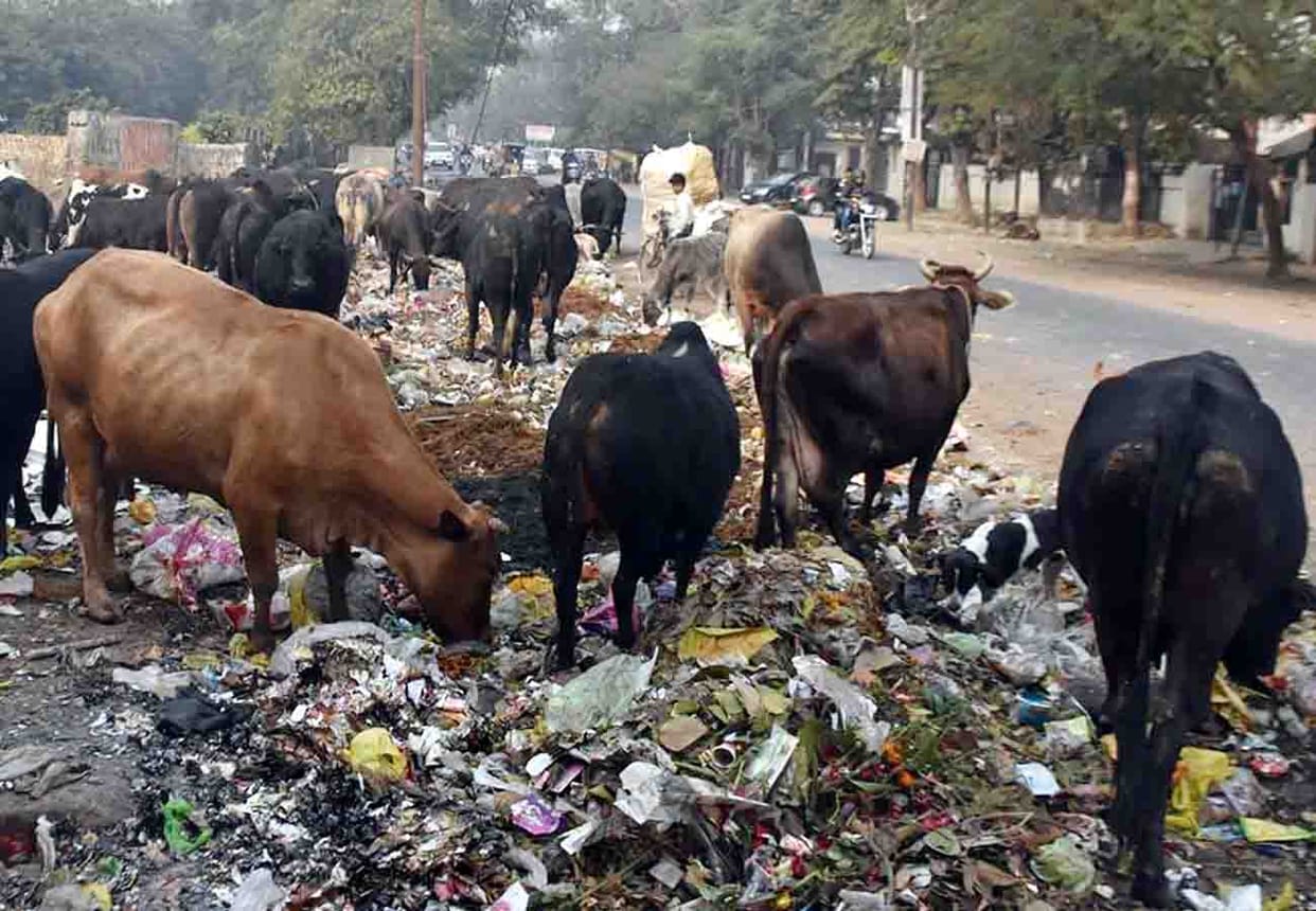 cattle problem in kanpur and near by district