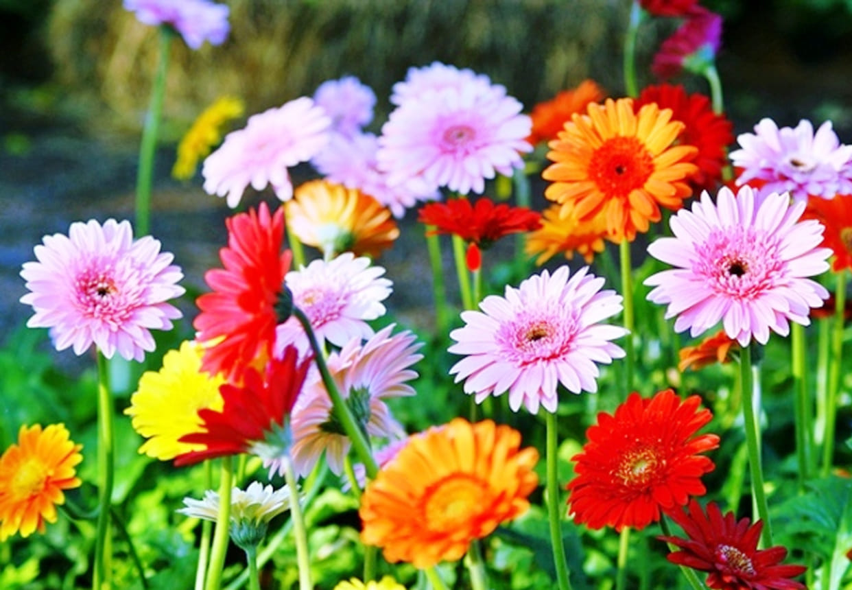 flower market of gerbera of kanpur