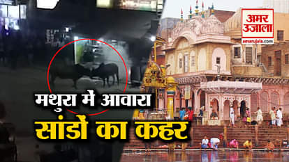 The horror of stray bulls in Mathura, the atmosphere of fear in people