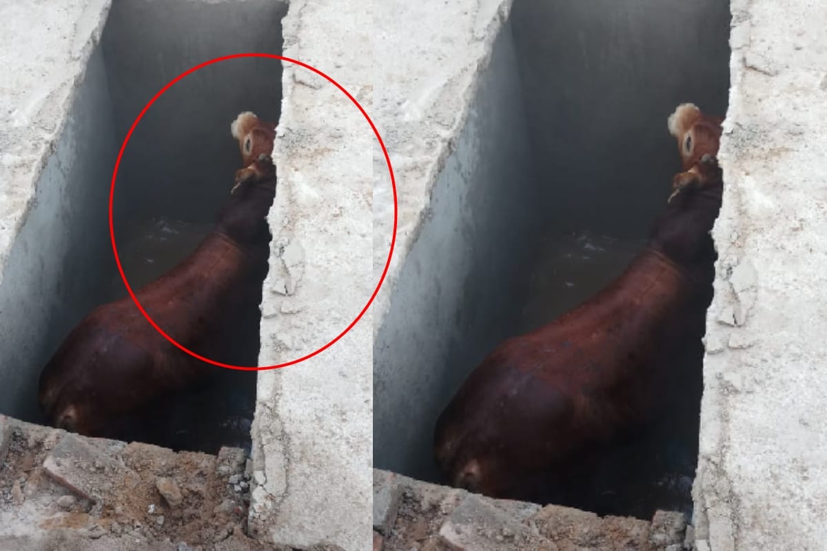 trade leader complain in police station call a bull his father in meerut