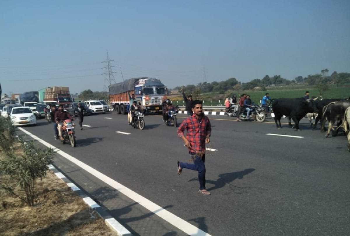 Samajwadi Party worker and farmer reach with cattles at PM rally in agra