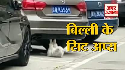 Jim's addict cat's sit ups viral video