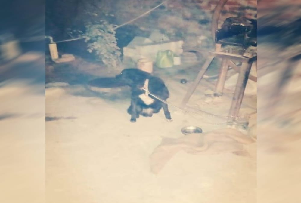 Dog save owner life from killer miscreants in roorkee