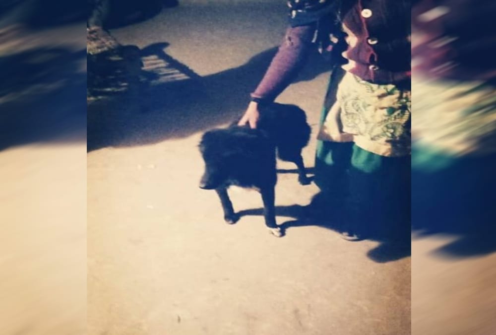 Dog save owner life from killer miscreants in roorkee