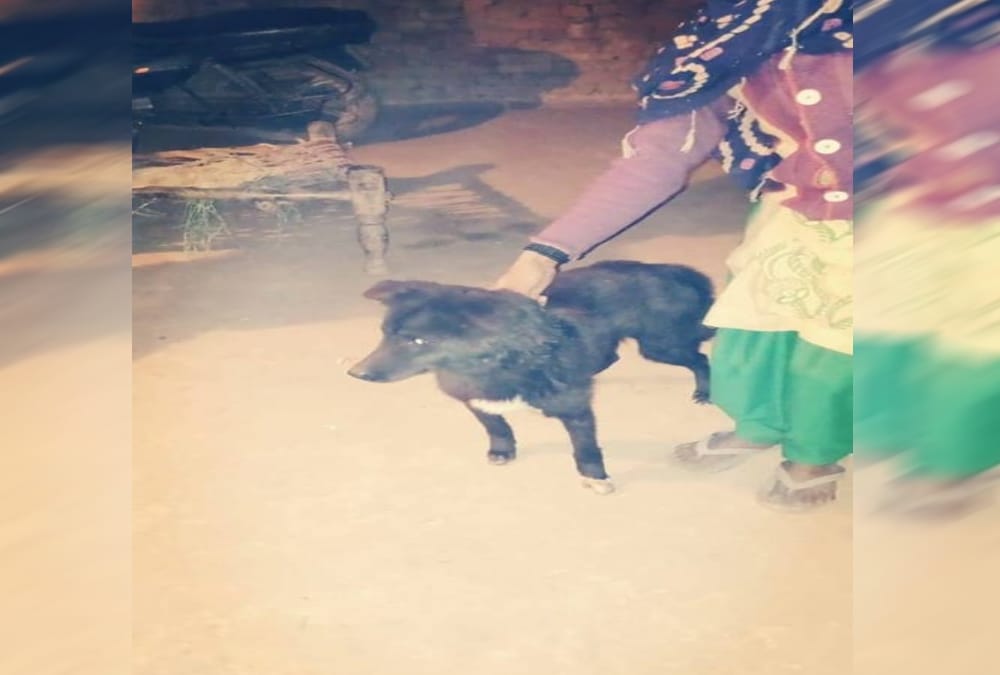 Dog save owner life from killer miscreants in roorkee