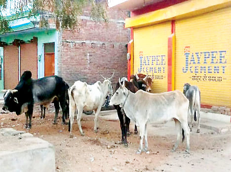 cow are on road