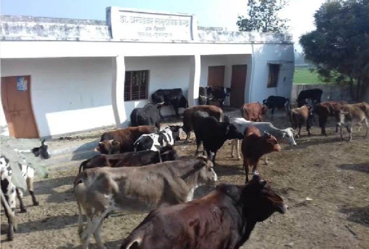 Villagers closed cattles in hospital in bulandshahr