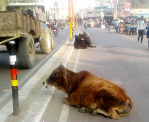 govansh go to ashray sthal