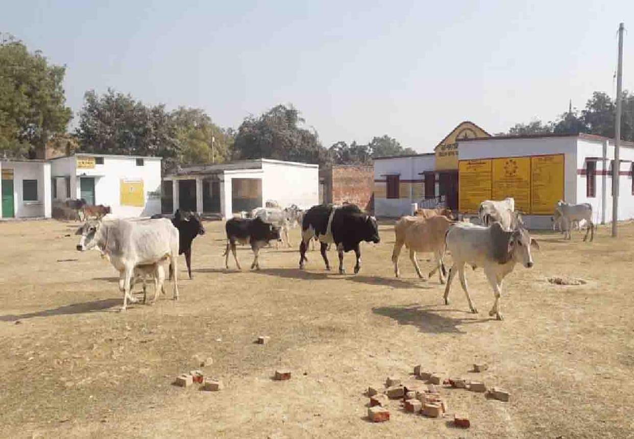villagers closed cattle in school