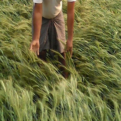 क्षतिग्रस्त माइनरों में छोड़ा पानी, फसलें जलमग्न