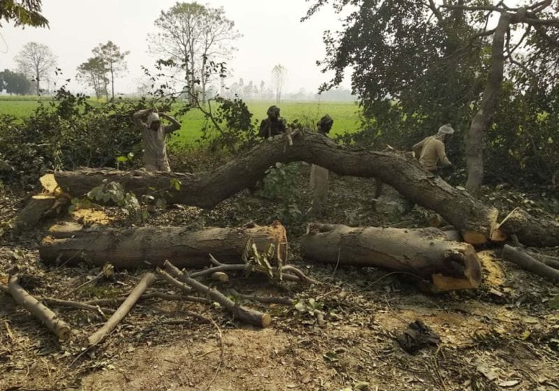 punjab haryana high court orders regarding trees re-plantation for tribune flyover