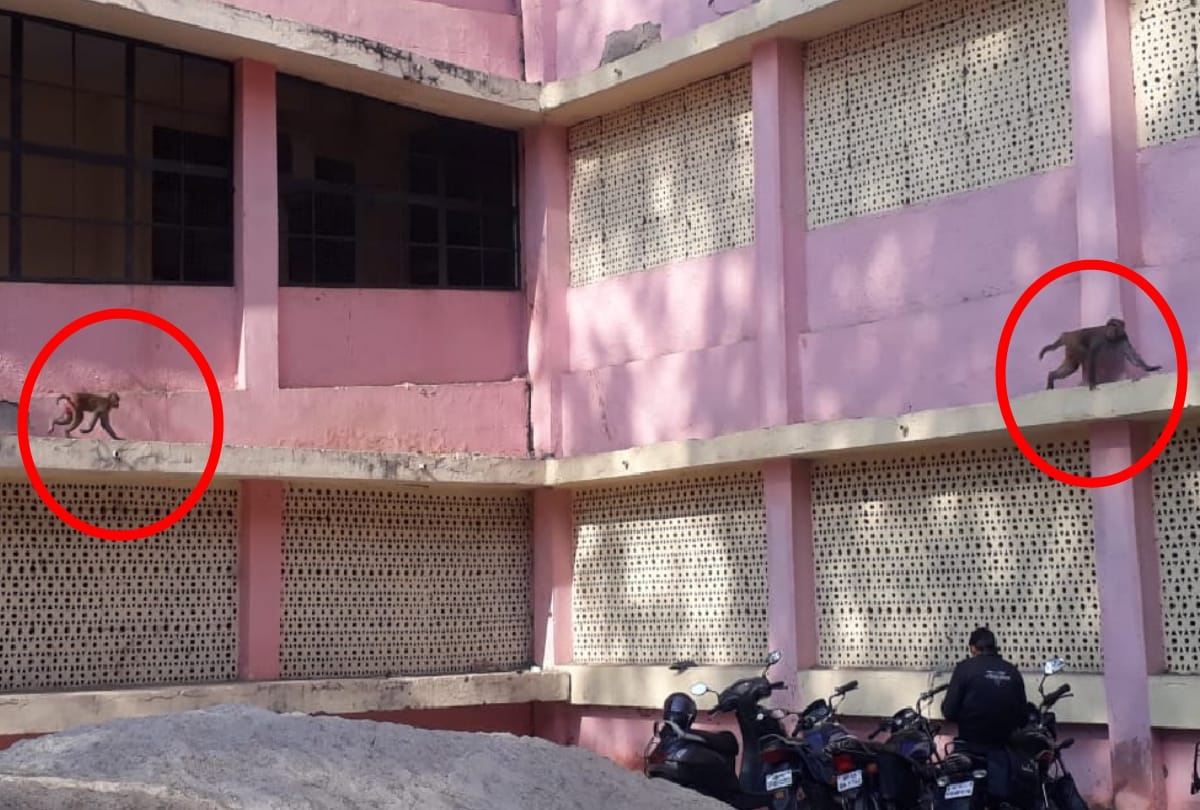 UP: Monkeys terror in meerut, attac three women including a child
