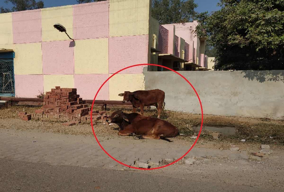 Meerut, yogi government will take action against accused cattle and fine of 10000 will be charged