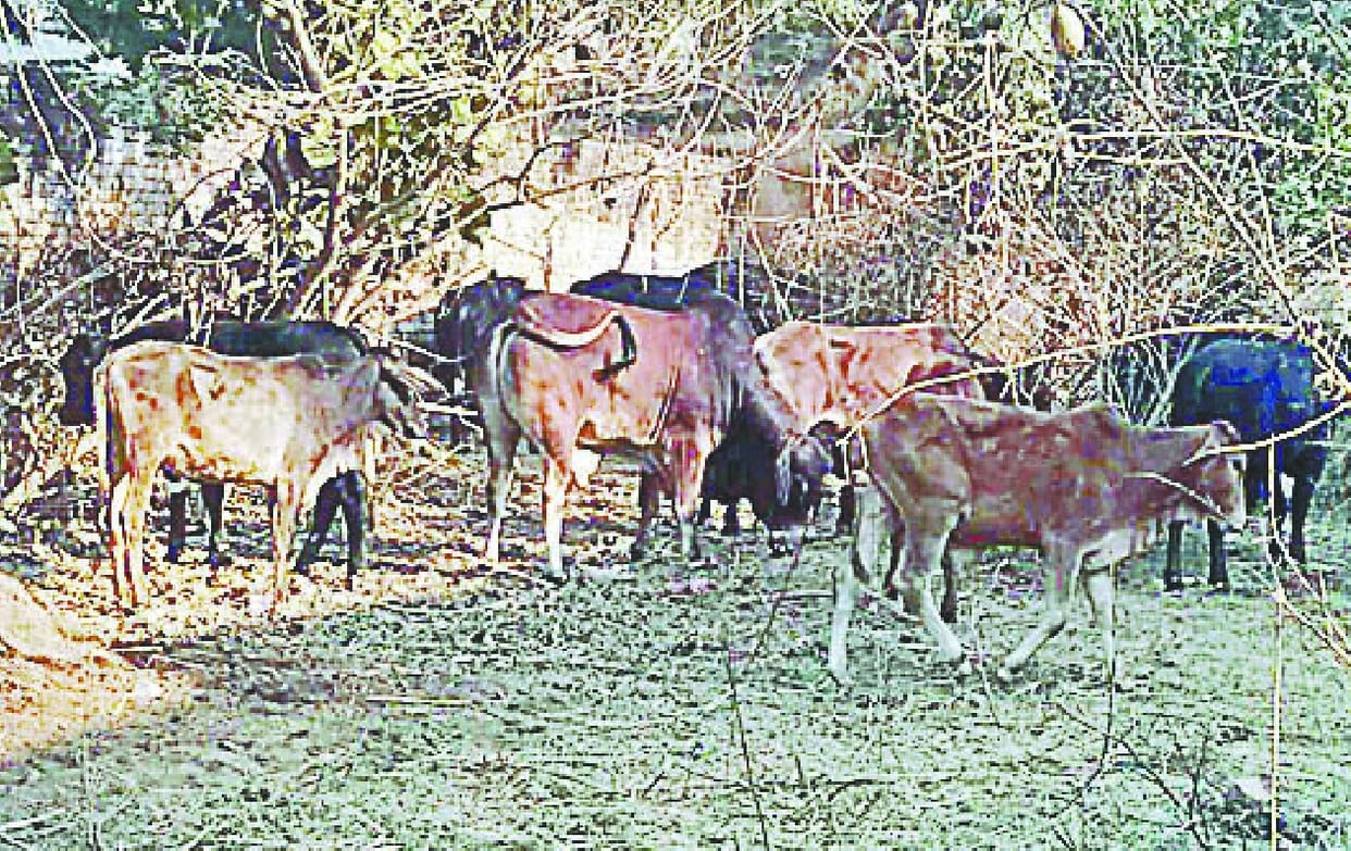 Farmer's headache made cow