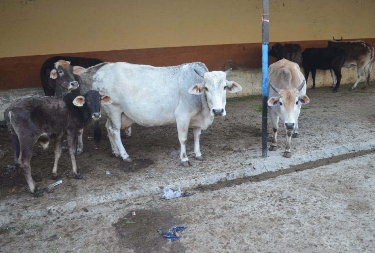 अवैध पशु चराने वालों के खिलाफ किसान लामबंद